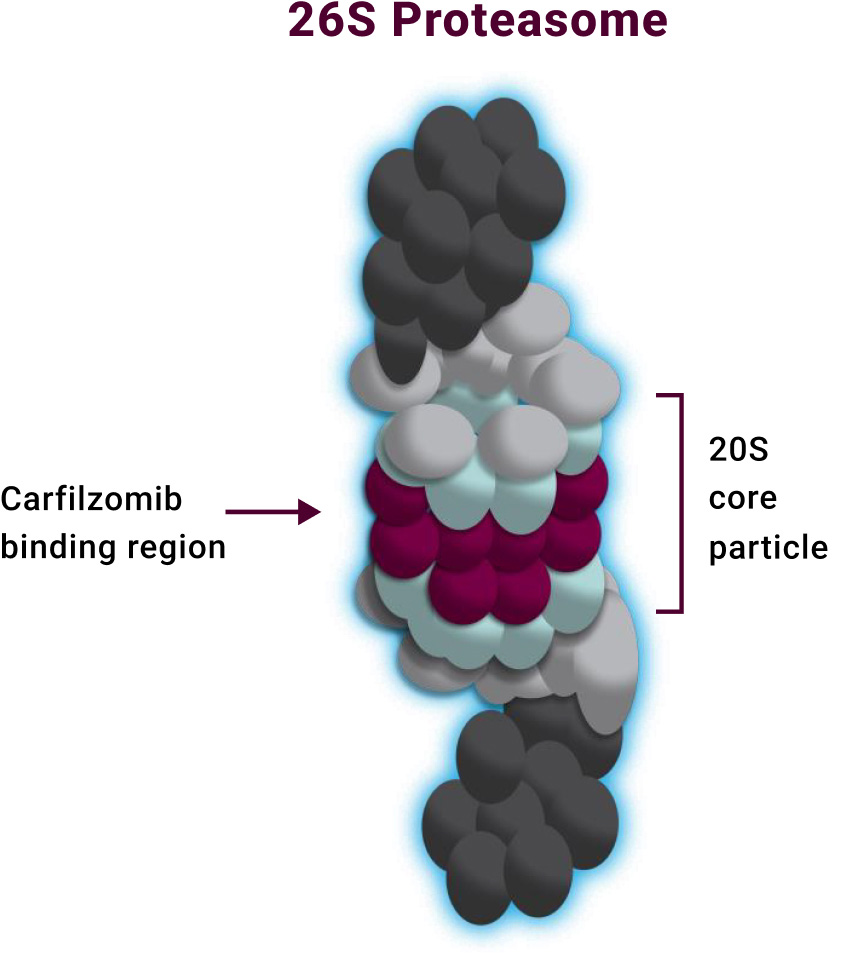 Identification of the carfilzomib binding region at the 20S proteasome, the proteolytic core particle within the 26S proteasome. 